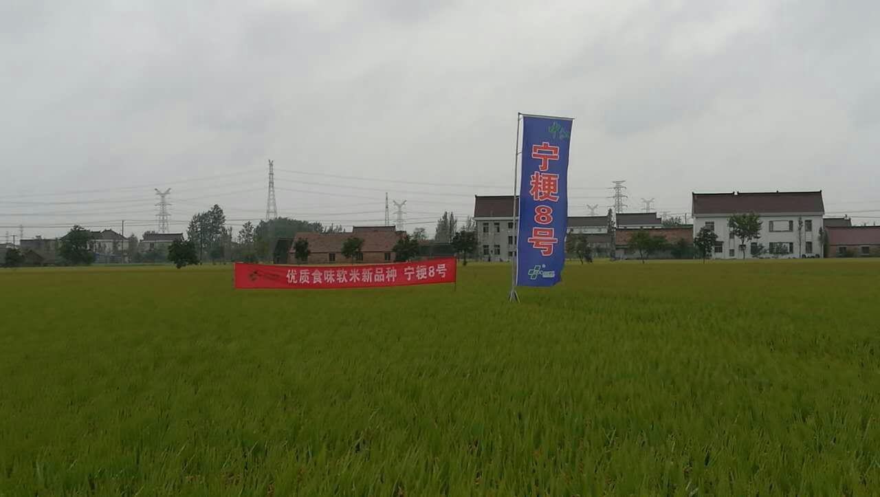 寧粳8號(hào).jpg 寧粳8號(hào).jpg